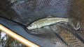 Trout Imposter